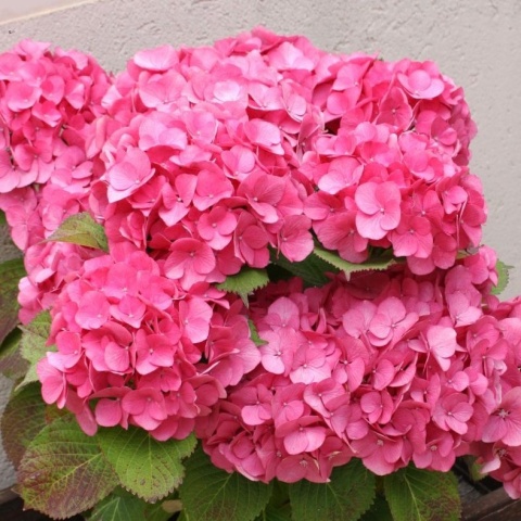 Hortensja ogrodowa 'Early Pink' 2L