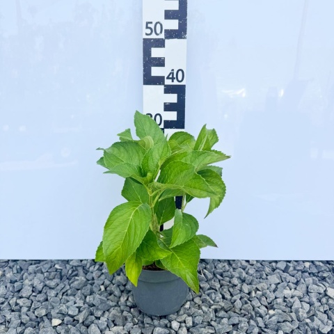 Hortensja ogrodowa 'Hamburg' 2L