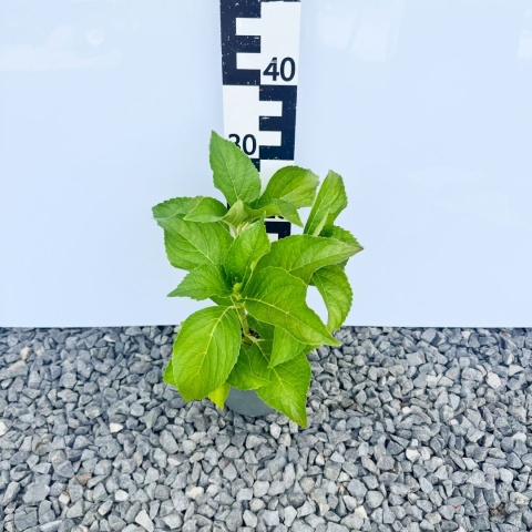 Hortensja ogrodowa 'Hamburg' 2L