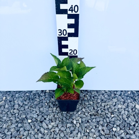 Hortensja ogrodowa 'Hot Red' 2L