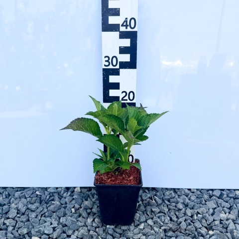 Hortensja ogrodowa 'Hot Red' 2L