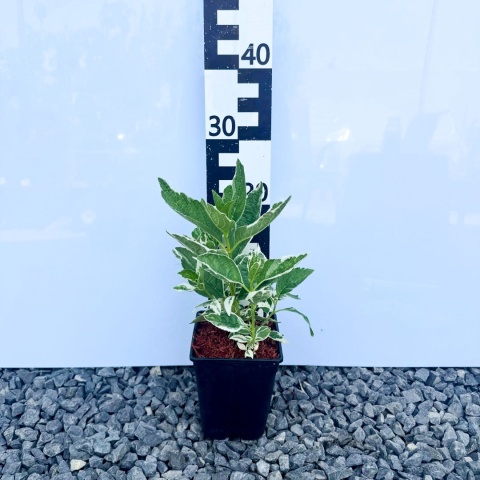 Hortensja ogrodowa 'Variegata' 2L