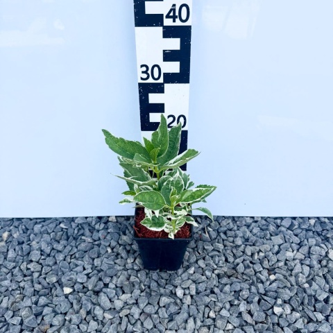 Hortensja ogrodowa 'Variegata' 2L