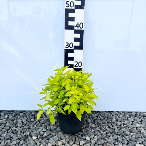 Jaśminowiec wonny 'Aurea' 2L