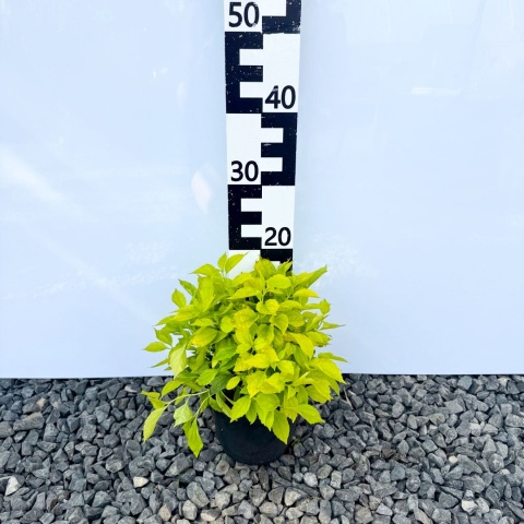 Jaśminowiec wonny 'Aurea' 2L