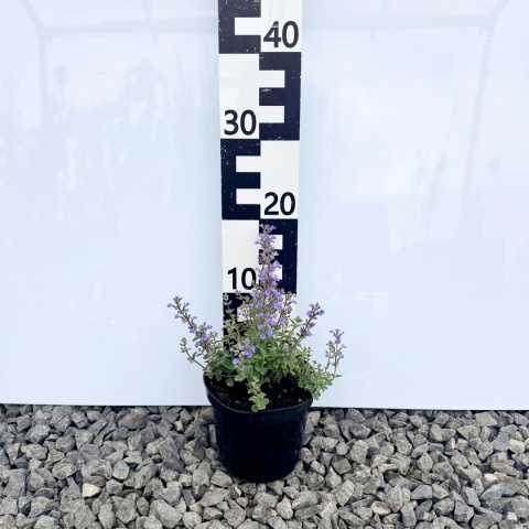 Kocimiętka 'Purrsian Blue' 1,5L