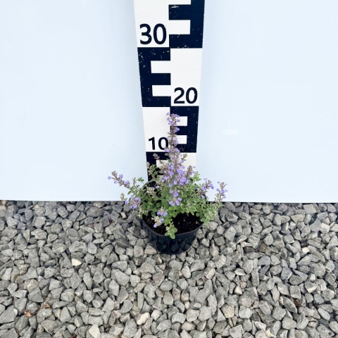 Kocimiętka 'Purrsian Blue' 1,5L