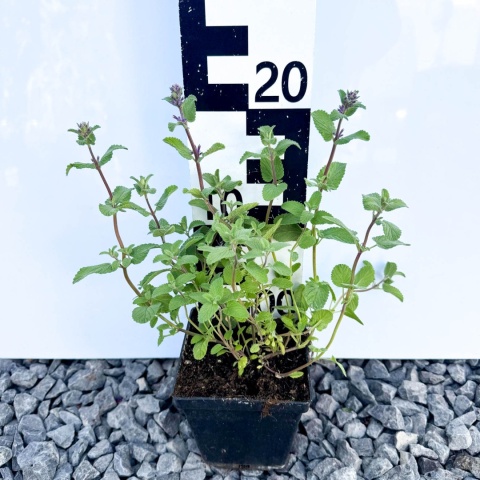 Kocimiętka groniasta 'Grog' P11 (1L)