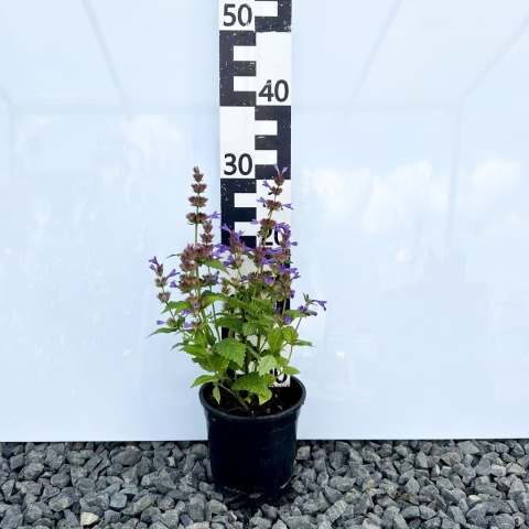 Kocimiętka kubańska 'Neptune' 1,5L