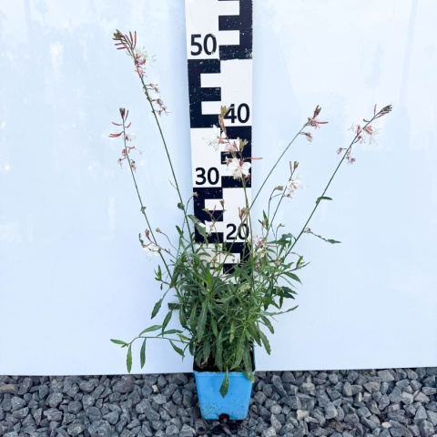 Gaura 'Compact White' P11 (1L)