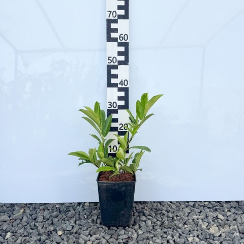 Laurowiśnia wschodnia 'Caucasica' 3L