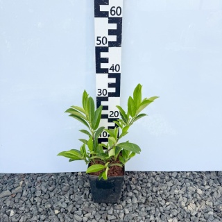Laurowiśnia wschodnia 'Caucasica' 3L