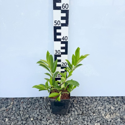 Laurowiśnia wschodnia 'Caucasica' 3L