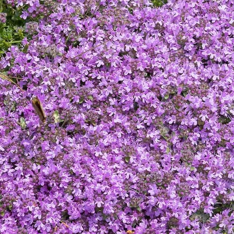 Macierzanka zwyczajna 'Foxley' 2L