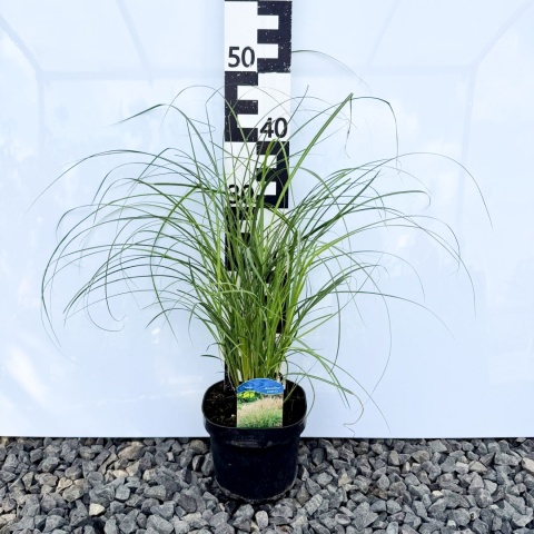 Miskant chiński 'Adagio' 2L