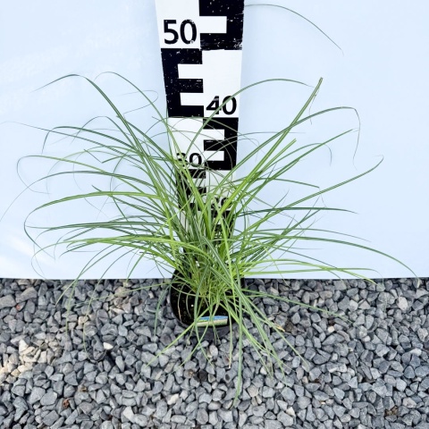 Miskant chiński 'Adagio' 2L