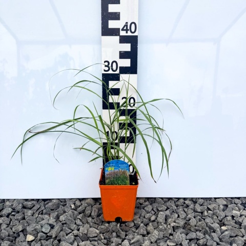 Miskant chiński 'Malepartus' P11(1L)