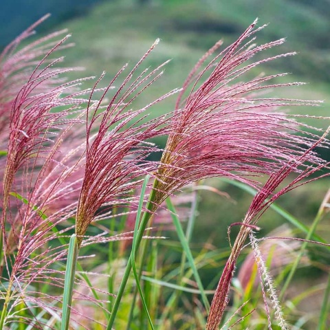 Miskant chiński 'Malepartus' P11(1L)