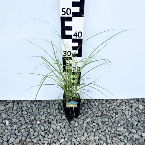 Miskant chiński 'Silberspinne' 1L