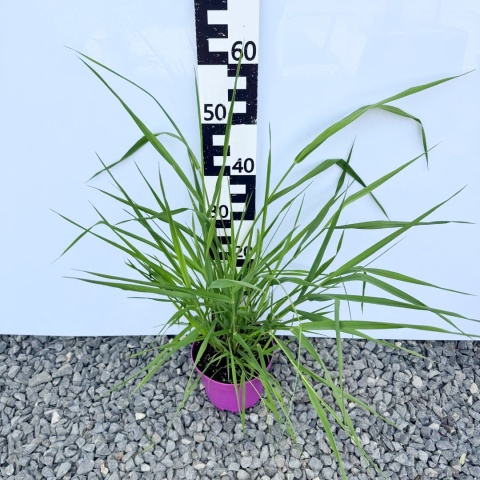 Mozga trzcinowata 3L