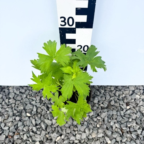 Ostróżka Pacific Giant 'Astolat' 2L