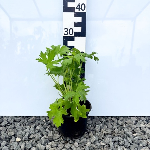 Ostróżka Pacific Giant 'Astolat' 2L