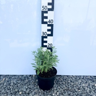 Perovskia 'Blue Spire' 3L