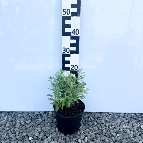 Perovskia 'Blue Spire' 3L