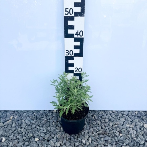 Perovskia 'Blue Spire' 3L