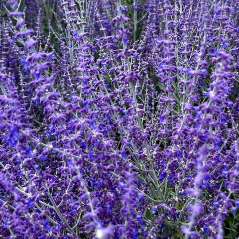 Perovskia łobodolistna 'Blue Steel' 2L