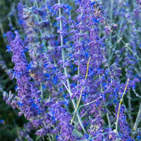 Perovskia łobodolistna 'Lacey Blue' 2L