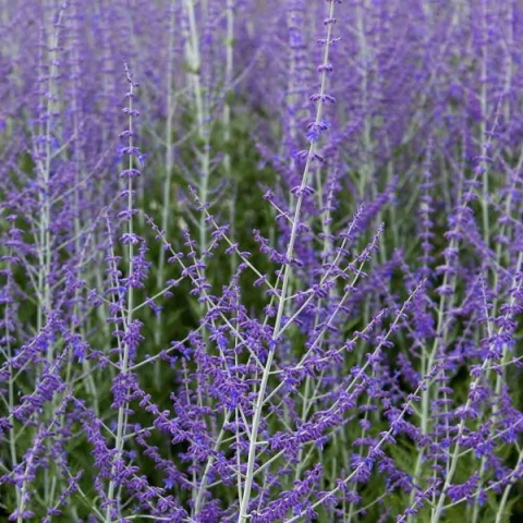 Perovskia łobodolistna 'R. Sage' 2L