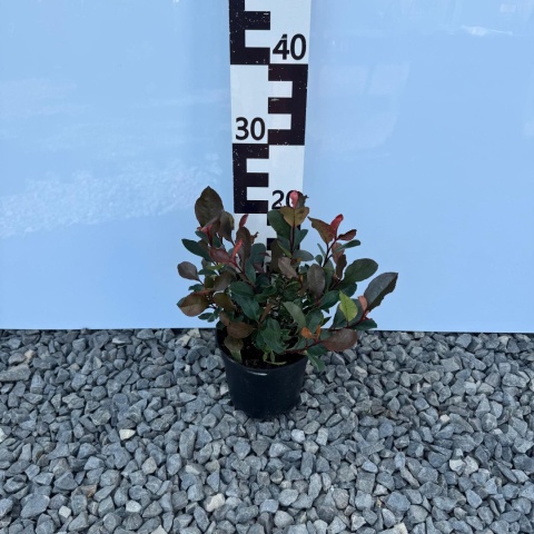 Głogownik 'Little Fenna' 2L