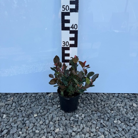 Głogownik 'Little Fenna' 2L