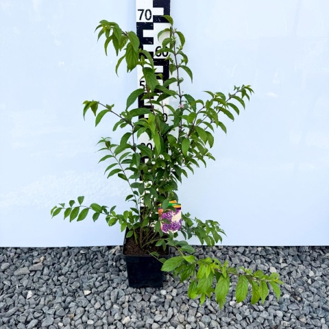 Pięknotka Bodniniera 'Profusion' 3L