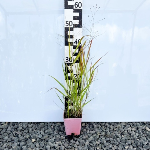 Proso rózgowate 'Rotstrahlbusch' 1L