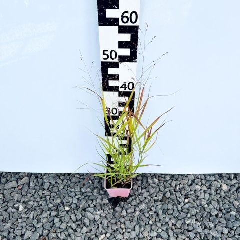 Proso rózgowate 'Rotstrahlbusch' 1L