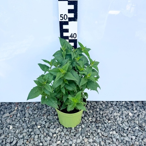 Pysznogłówka 'Bee Happy' 5L