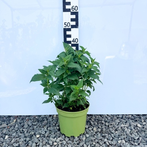 Pysznogłówka 'Bee Happy' 5L