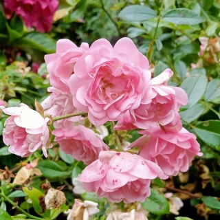 Róża okrywowa 'Fairy Rose' 1,5L