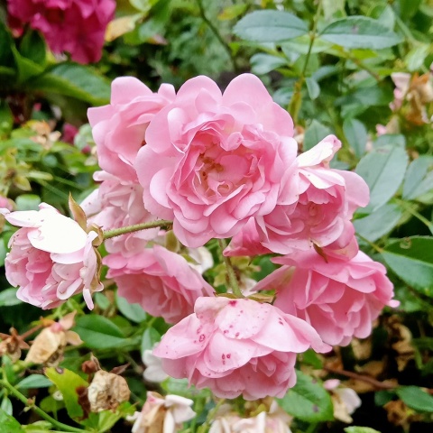 Róża okrywowa 'Fairy Rose' 1,5L