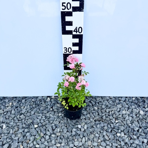 Róża okrywowa 'Fairy Rose' 1,5L