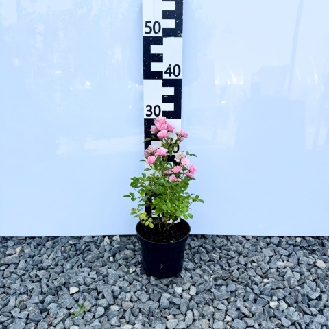 Róża okrywowa 'Fairy Rose' 1,5L