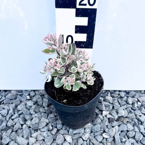 Rozchodnik 'La Vieen Rose' 2L