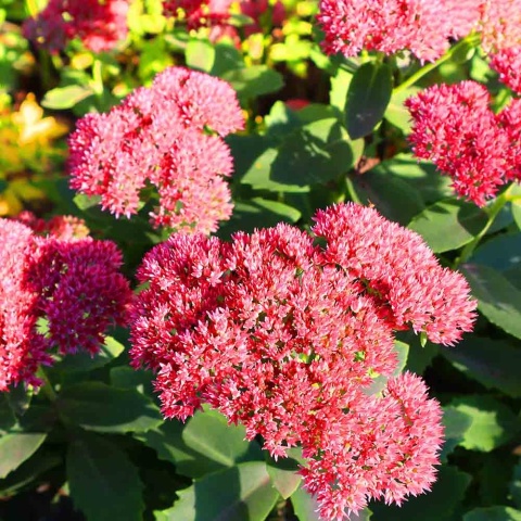 Rozchodnik okazały 'Hot Stuff' 2L