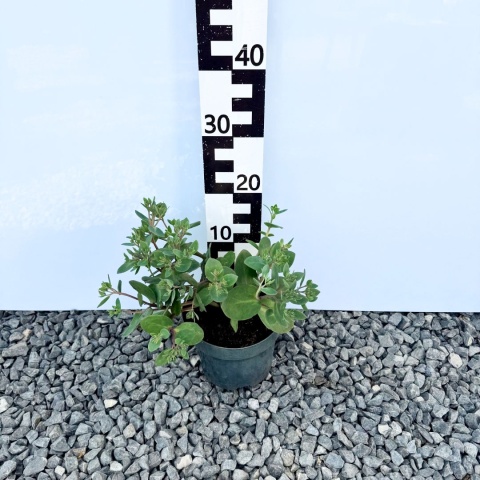 Rozchodnik okazały 'Matrona' 3L