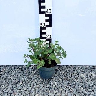 Rozchodnik okazały 'Matrona' 3L