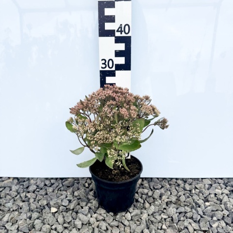 Rozchodnik okazały 'Mr. Goodbud' 2L