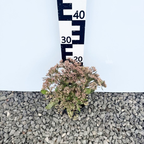 Rozchodnik okazały 'Mr. Goodbud' 2L