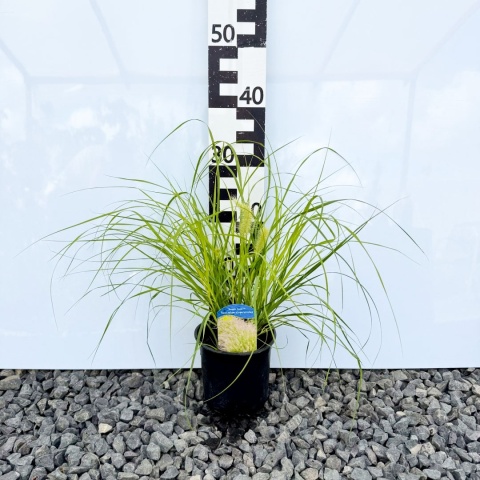 Rozplenica japońska 'Hameln Gold' 2L